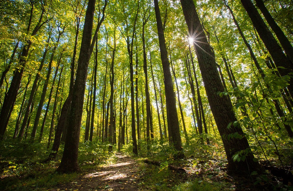 Click Forest