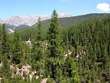 forest